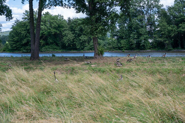 Geese and chicks in the tall grass