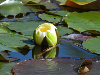 blooming water lily flowers, lotus flowers, in the pond 