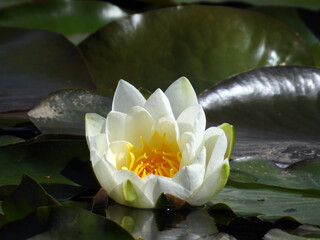 blooming water lily flowers, lotus flowers, in the pond 