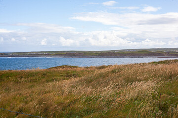 grass on the beach
