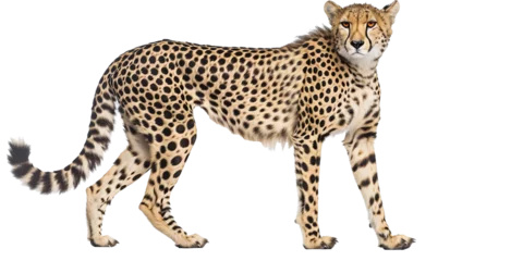 Cheetah isolated on transparent or white background