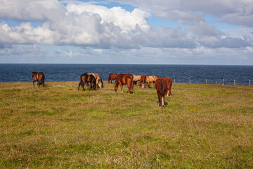 horses on the meadow