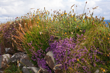 Fototapeta premium flowers in the field