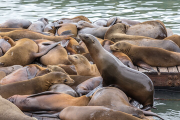 California Sea Lions at Pier 39 San Francisco
