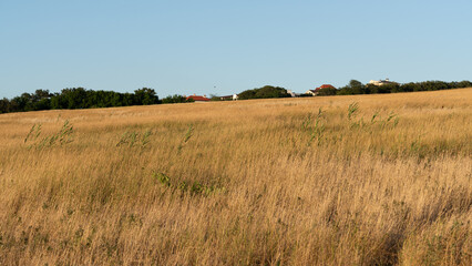Obraz premium a peaceful rural scene with golden field of dry grass under blue sky, with trees and a houses in the background