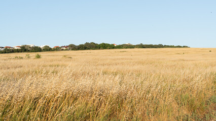 a peaceful rural scene with golden field of dry grass under blue sky, with trees and a houses in the background