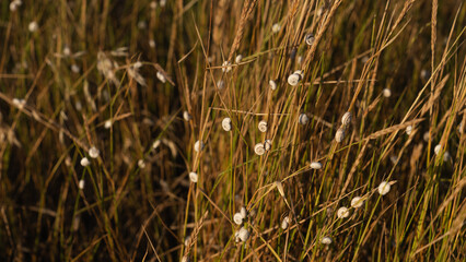 rural landscape, a serene field with tall grass and small snails on it 
