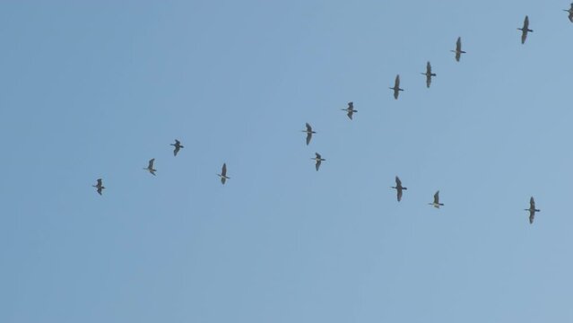 birds fly in wedge across in sky, slow motion
