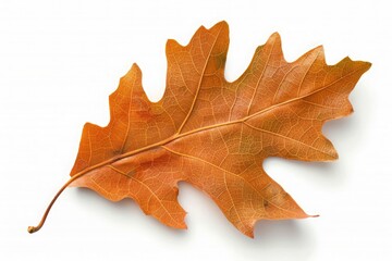 Obraz premium A Single Oak Leaf in Autumn's Embrace