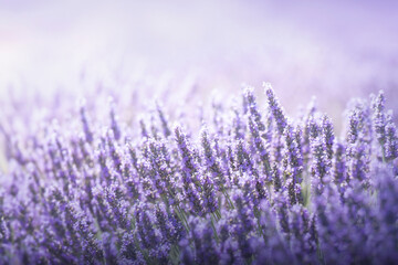 Lavender flowers blooming with beautiful light. Close-up with soft light and empty space. Plateau de Valensole, Provence region, France