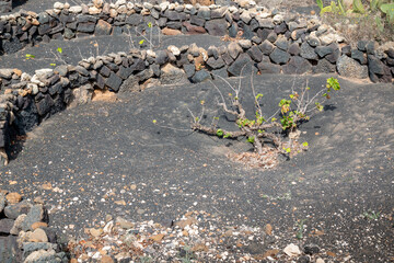Traditional vineyards, La Florida, Lanzarote, Spain