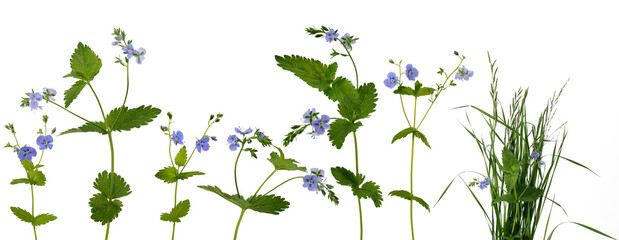 Many stems with little blue flowers and leaves and bunch of meadow grass on white background