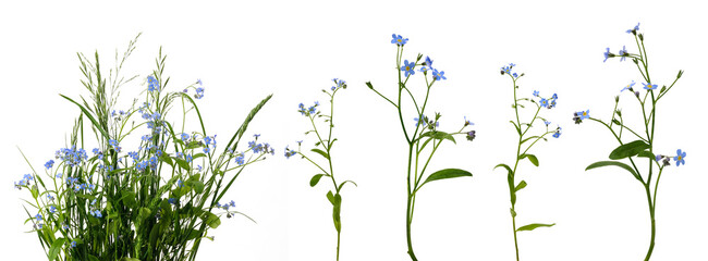 Many stems with little blue flowers and leaves in bunch of meadow grass and separately on white...