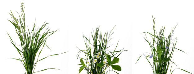 Three bunches of meadow grass with various flowers inside on white background