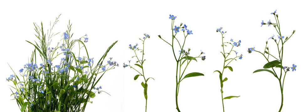 Many stems with little blue flowers and leaves in bunch of meadow grass and separately on white background