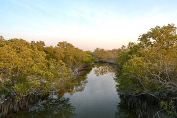 Mangrove trees and torquoise water in Abu Dhabi's Jubail Mangrove Park. 