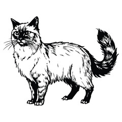 Fototapeta premium Birman cat standing side view. Ink black and white doodle drawing in woodcut style.