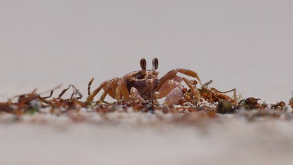 Ghost crab eating seaweed washed up on beach, Jurien Bay, Western Australia. The environment cleaning itself.