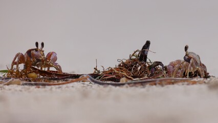 Two ghost crabs eating seaweed washed up on beach, Jurien Bay, Western Australia. The environment cleaning itself.