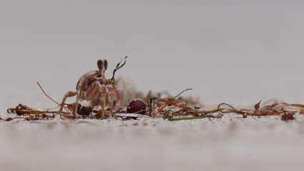 Ghost crab eating seaweed washed up on beach, Jurien Bay, Western Australia. The environment cleaning itself.
