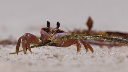 Ghost crab eating seaweed washed up on beach, Jurien Bay, Western Australia. The environment cleaning itself.