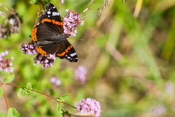 Admiral butterfly on a flower. Insect on a flower. Black, white, orange wings