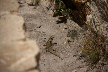 A lizard trying to hide and run away