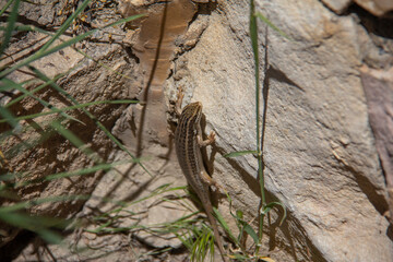 A lizard trying to hide and run away