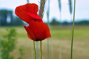 Obraz premium Corn poppy in a summer meadow with red petals. Wildflower from nature.
