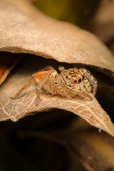spider on a flower