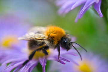 Bumblebee on a flower collecting nectar. Insect on a flower with pollen in nature