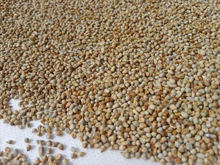 Pearl millet seeds or grain.Pennisetum glaucum seeds or grain pattern background 