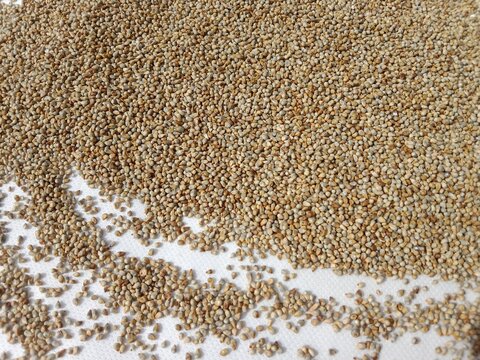 Pearl millet seeds or grain.Pennisetum glaucum seeds or grain pattern background 