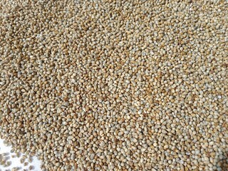 Pearl millet seeds or grain.Pennisetum glaucum seeds or grain pattern background 