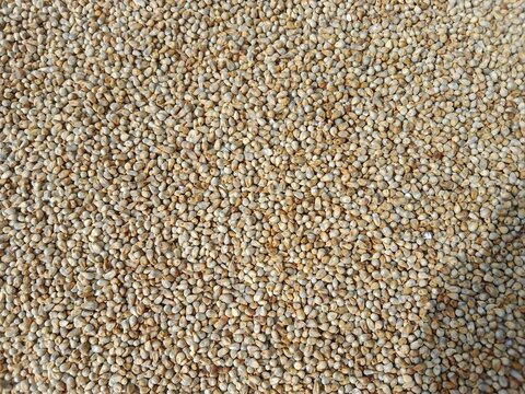Pearl millet seeds or grain.Pennisetum glaucum seeds or grain pattern background 