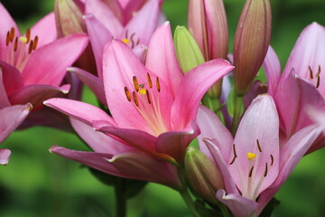 Fototapeta premium Pink lilly in the garden, Lilium flowers.