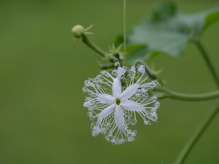 レースのようなヘビウリの花
