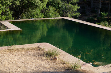 Serene nature pond surrounded by lush greenery and tranquil landscape