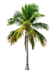 Lush Green Tropical Palm Isolated on White