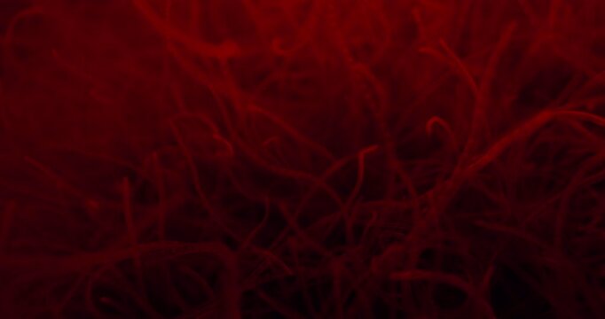 Threadworms Destructed By Flickering Red Light. Parasitic Worms. closeup shot