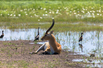 Portrait of a beautiful impala on the banks of the Chobe River. National reserve in Africa, Botswana. Tourism and vacations concept.