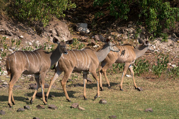 Large herd of female waterbucks in Chobe National Park. National reserve in Africa, Botswana. Tourism and vacations concept.