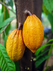 Yellow Cacao pods grow on trees. Ripe cacao fruits, There are many ripe cacao fruits all over the...