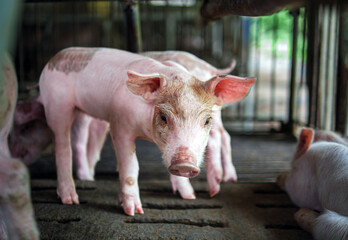 Portrait of a cute small piglet on the farm. group of mammals waiting for feed. swine in the stall. © NARONG