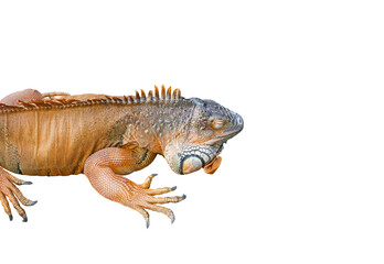lizard iguana isolated on white background