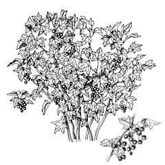 Fototapeta premium Black currant bush and branch with ripe berries