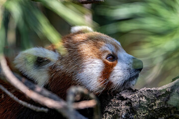 panda rosso