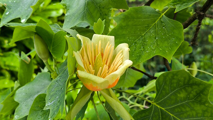 tulip poplar tree in blossom 