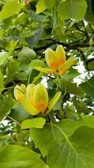 tulip poplar tree in blossom 