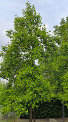 tulip poplar tree in blossom 
